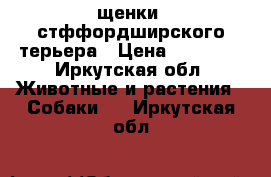 щенки  стффордширского терьера › Цена ­ 15 000 - Иркутская обл. Животные и растения » Собаки   . Иркутская обл.